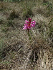 Watsonia lepida