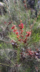 Allocasuarina paradoxa