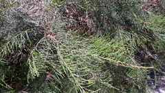 Allocasuarina paradoxa