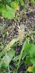 Lachenalia pallida