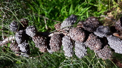 Allocasuarina paradoxa