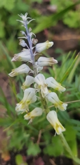 Lachenalia pallida