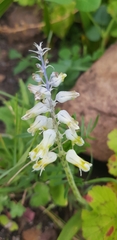 Lachenalia pallida