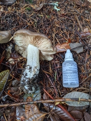 Entoloma subsaundersii