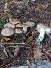 Entoloma subsaundersii