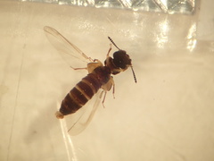 Osoriinae