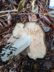Entoloma subsaundersii