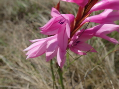 Watsonia lepida