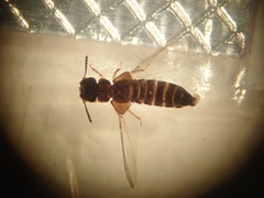 Osoriinae