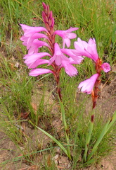 Watsonia lepida