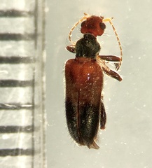 Eurygeniinae