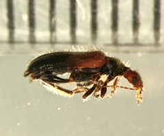 Eurygeniinae