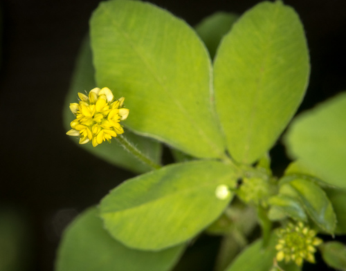 Medicago lupulina observed 2021-10-27