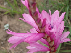 Watsonia lepida
