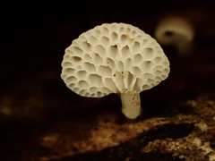Favolaschia fujisanensis