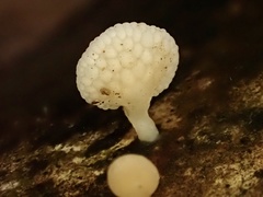 Favolaschia fujisanensis