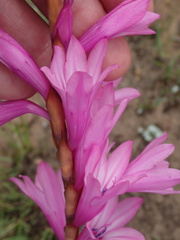 Watsonia lepida