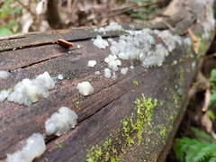 Tremella globispora