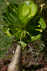 Brighamia insignis
