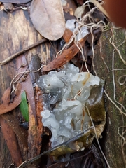 Tremella globispora