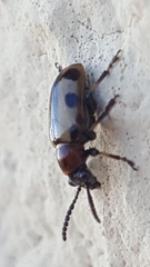 Crioceris paracenthesis