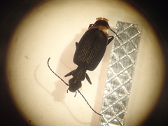 Actenonyx bembidioides