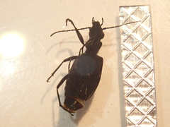 Actenonyx bembidioides