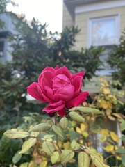 Rosa