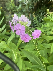 Phlox