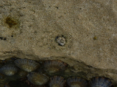 Chthamalus antennatus