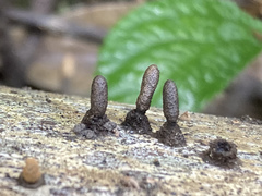 Xylaria schweinitzii