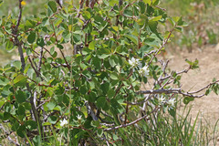 Amelanchier utahensis utahensis