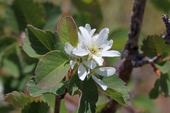 Amelanchier utahensis utahensis