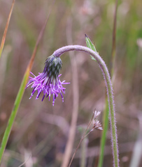 Cirsium sieboldii