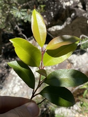 Syzygium johnsonii