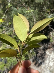 Syzygium johnsonii