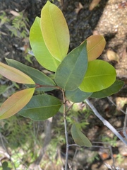 Syzygium johnsonii
