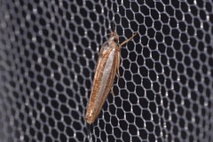 Catoryctis subparallela