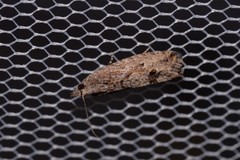 Strepsicrates semicanella