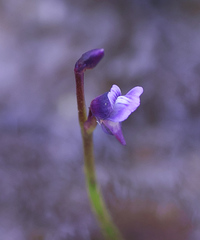 Utricularia uliginosa