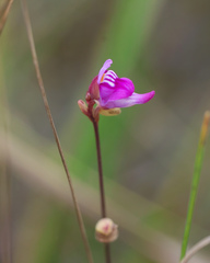 Utricularia caerulea