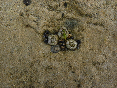 Siphonaria diemenensis image