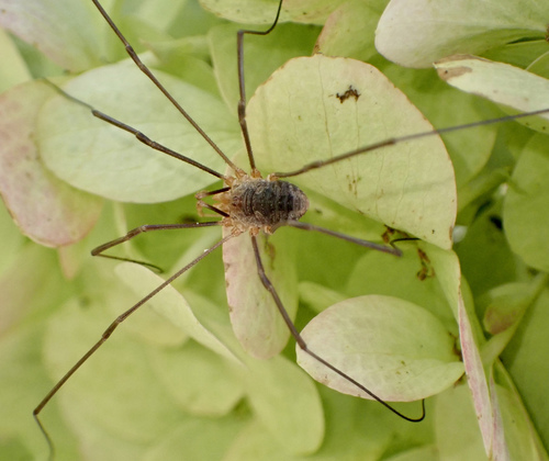 European Harvestman, Graafland, Groot-Ammers, Zuid-Holland, NL, photo 5 of 10