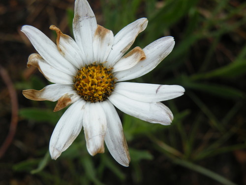 Image of Dimorphotheca caulescens by (c) Antoinette Eyssell Knox, some rights reserved (CC BY-SA)