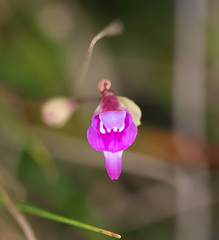 Utricularia caerulea