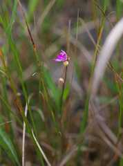 Utricularia caerulea