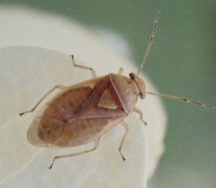 Tropidosteptes pacificus