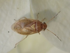 Tropidosteptes pacificus