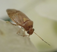 Tropidosteptes pacificus