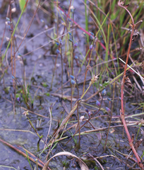 Utricularia uliginosa